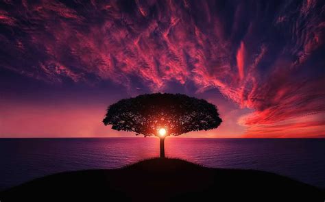 Sunset Tree Red Ocean Sky Wallpaper,HD Nature Wallpapers,4k Wallpapers,Images,Backgrounds,Photos ...