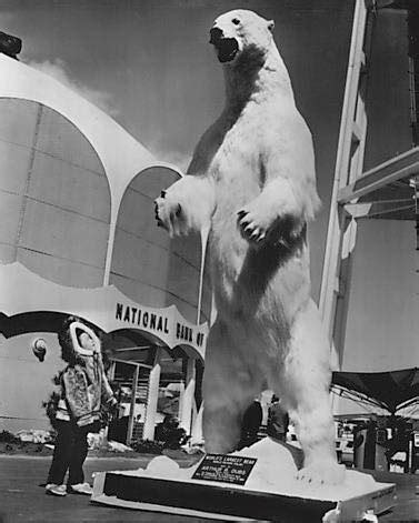 Sharing Alaska - This is the largest polar bear ever...