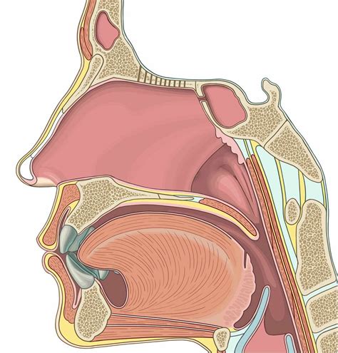 Anatomy Of The Nasal Cavity Diagram Quizlet | atelier-yuwa.ciao.jp