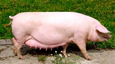 TOP-5 pig breeds for meat | AGRICULTURAL NEWS FROM UKRAINE AND WORLD