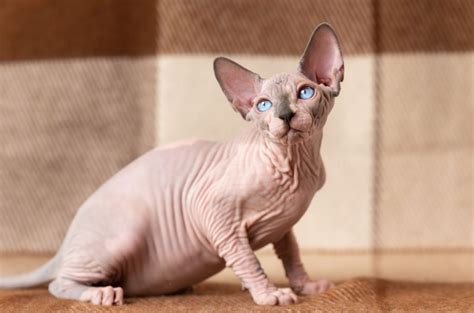 All The Beautiful Colors Of Sphynx Cats