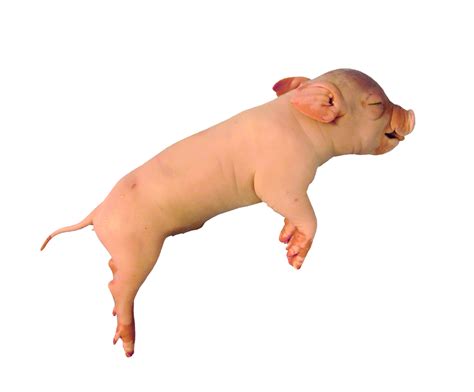 13" - 14" Plain Fetal Pig - Biologyproducts.com