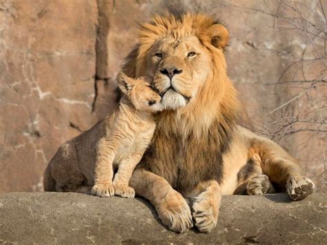 ‘Healthy and active’ African lion cub born at Denver Zoo in Colorado | Guernsey Press