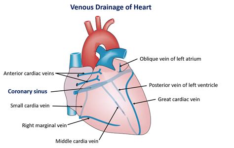 Venous Drainage of Heart – Anatomy QA