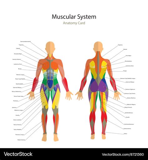 Human muscles the female body Royalty Free Vector Image