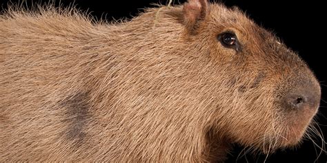 Baby Capybara Pet