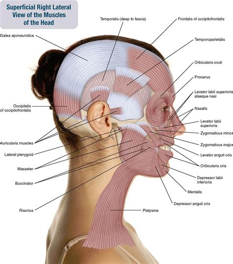 9. Muscles of the Head | Musculoskeletal Key | Head muscles, Muscle, Muscles of facial expression