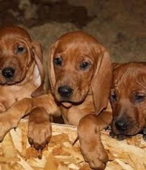 Redbone Coonhound Dog Breed Information, Images, Characteristics, Health