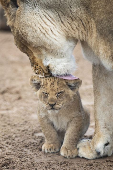 Scar's cub - African Lion cub | Discover Animals