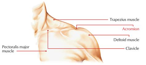 Acromion Process – Earth's Lab