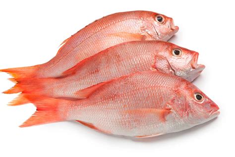 Japanese Red Snapper | Bahamian Seafood Connection