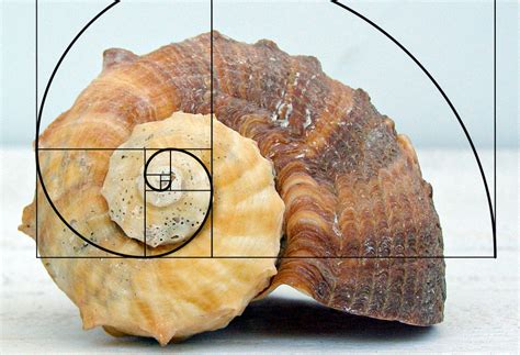 Define fibonacci sequence - Wasastro