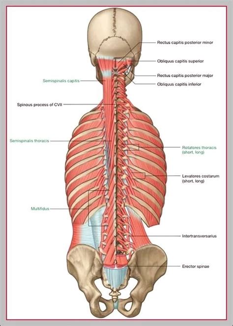 Lower back muscle anatomy diagram – Graph Diagram