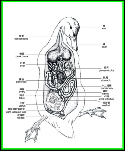 duck anatomy - Google Search | Fun with Anatomy and other possibly related things | Pinterest ...