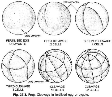 Development of Frog (With Diagram) | Vertebrates | Chordata | Zoology