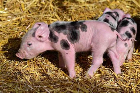 Pig Farming In The Philippines, How To Start – Atilla & Biz