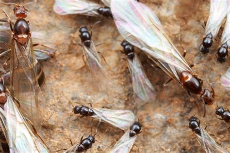 What You Should Know About Flying Ants - Best Control Methods & Tips