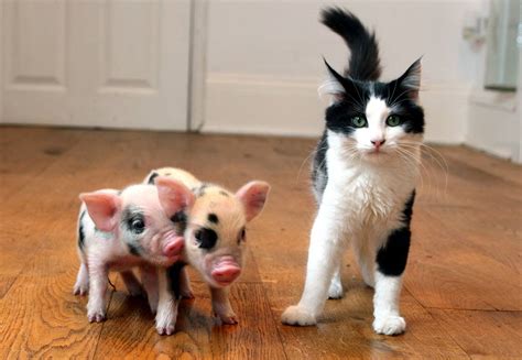 Teacup Pigs - HubPages