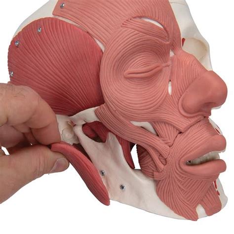 Human Skull with Facial Muscles - 3B Smart Anatomy - 1020181 - 3B Scientific - A300 - Anatomical ...