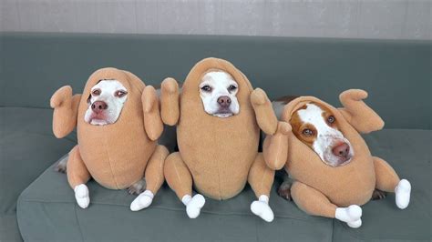 Funniest Dog Halloween Costumes Compilation: Funny Dogs Maymo, Potpie & Penny Trick-orTreat ...