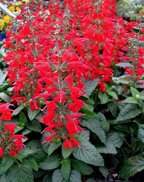 Perenial SCARLET SAGE Salvia Coccinea Red Hardy Hardy 20 Seeds | Etsy