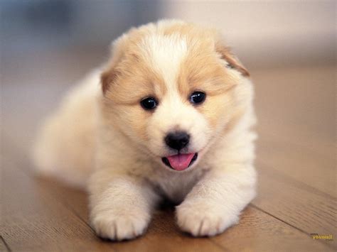 Cute Dog Wallpaper - WallpaperSafari