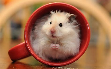 Download "Cute and Cuddly Hamster" Wallpaper | Wallpapers.com