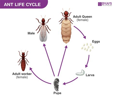 Ant Life Cycle - Explore How Ants Reproduce