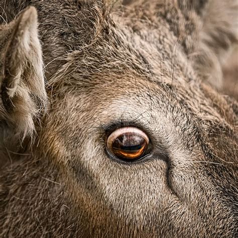 Eye of a deer | Stock image | Colourbox