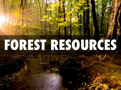 Forest Resources by Trina Crisostomo