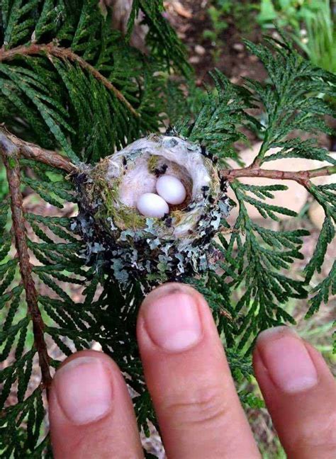 Tiny hummingbird eggs. : pics