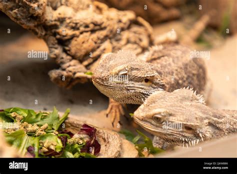 bearded dragon in the terrarium Stock Photo - Alamy