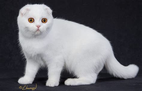 White Fluffy Kitten Breed | Ten Ways On How To Prepare For White Fluffy Kitten Breed? | #Covid ...