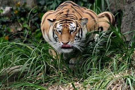 Adaptations - The Beautiful Bengal Tiger