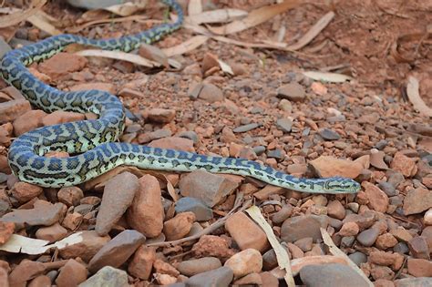 What Animals Live In The Australian Outback? - WorldAtlas