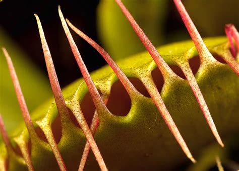 11 Fun Facts About Venus Flytraps - VENUS FLYTRAPS