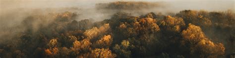 Brown And Yellow Trees In Foggy Forest - LinkedIn Background - Get some inspiration!