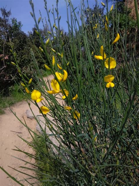 Spanish broom – I Love Griffith Park