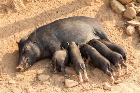 Pig feeding piglets — Stock Photo © efmukel2 #23697953