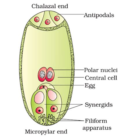 Describe the structure of mature embryo sac of angiosperm - Sarthaks eConnect | Largest Online ...