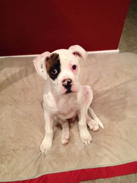 Diezel 3 mo #bulloxer Pitbull Mix Puppies, Boxer Dogs, Dogs And Puppies, Boxers, Dog Mixes ...