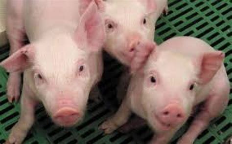 US FDA nod for genetically modified pigs