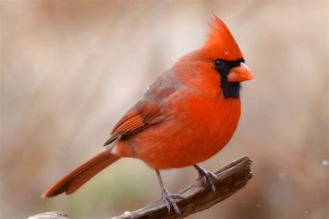 Cardinal Bird Facts