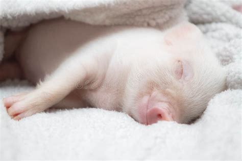 Cute Pig Sleeps on a Striped Blanket. Christmas Pig Stock Photo - Image of piggy, black: 137057210