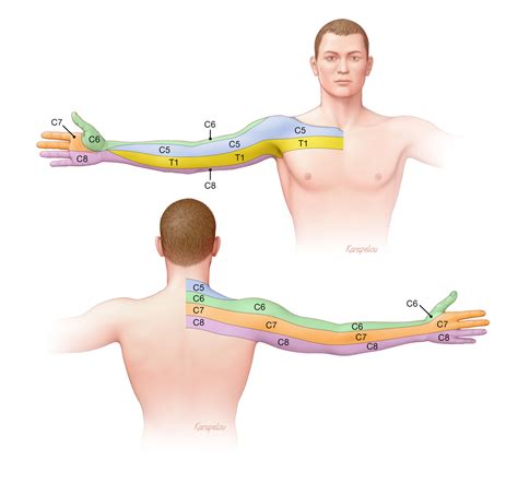 Medical Education - Biomedical Art by John W. Karapelou