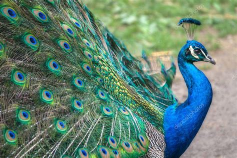 Peacock with spread wings — Stock Photo © viliam.mucha@gmail.com #157527068