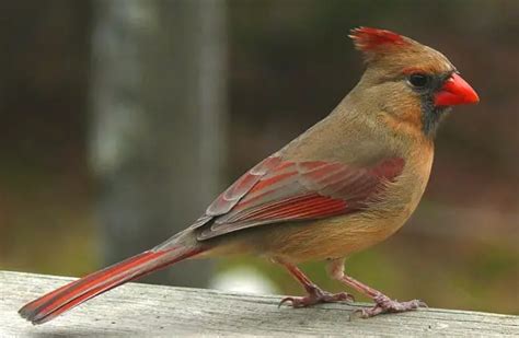 Northern Cardinal - Description, Habitat, Image, Diet, and Interesting Facts