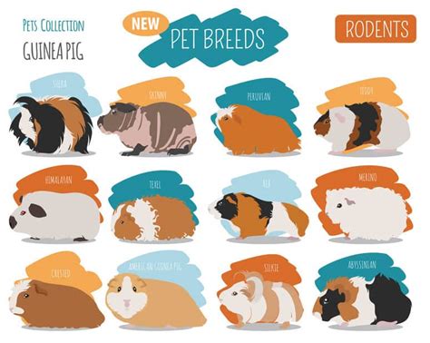 Guinea Pig Breeds, Colors and Patterns Explained [With Pictures] – thepetsavvy.com