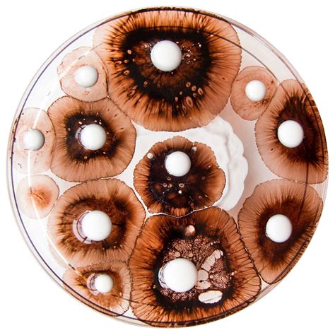 Klari Reis / petri dish art | Microscopic photography, Petri dish, Biology art