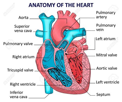 Anatomy of the human heart